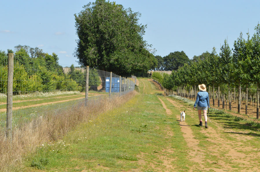 Walk to the Pick-Your-Own Farm Adhurst Glamping Yurts
