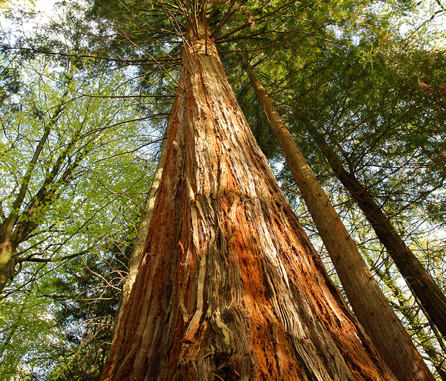 Adhurst Yurts Luxury Glamping Site South Downs Hampshire Holidays
