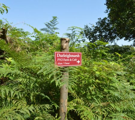 Forrest Walks Adhurst Holiday Glamping Yurts
